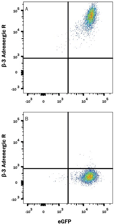 Detection of  beta -3 Adrenergic R/ADRB3 antibody in HEK293 Human Cell Line Transfected with Human  beta -3 Adrenergic R/ADRB3 and eGFP antibody by Flow Cytometry.