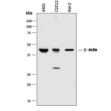 Detection of Human, Mouse, and Rat  beta -Actin antibody by Western Blot.
