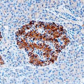 beta -Catenin antibody in Human Pancreas by Immunohistochemistry (IHC-P).