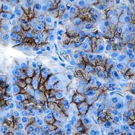 beta -Catenin antibody in Human Pancreas by Immunohistochemistry (IHC-P).
