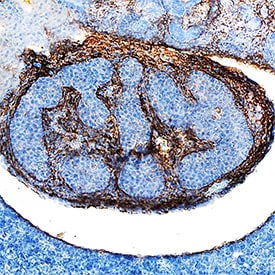 beta IG-H3 antibody in Mouse Embryo by Immunohistochemistry (IHC-Fr).