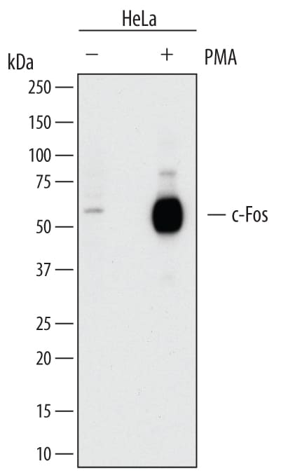 Detection of Human c-Fos antibody by Western Blot.