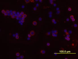 c‑Rel antibody in Mouse Splenocytes by Immunocytochemistry (ICC).
