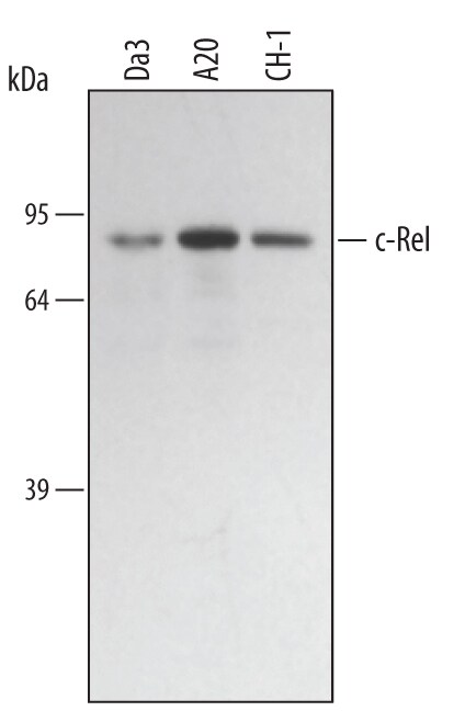 Detection of Mouse c-Rel antibody by Western Blot.