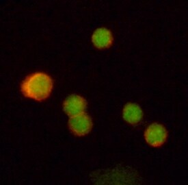 c‑Rel antibody in Human PBMCs by Immunocytochemistry (ICC).