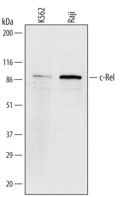 Detection of Human c-Rel antibody by Western Blot.