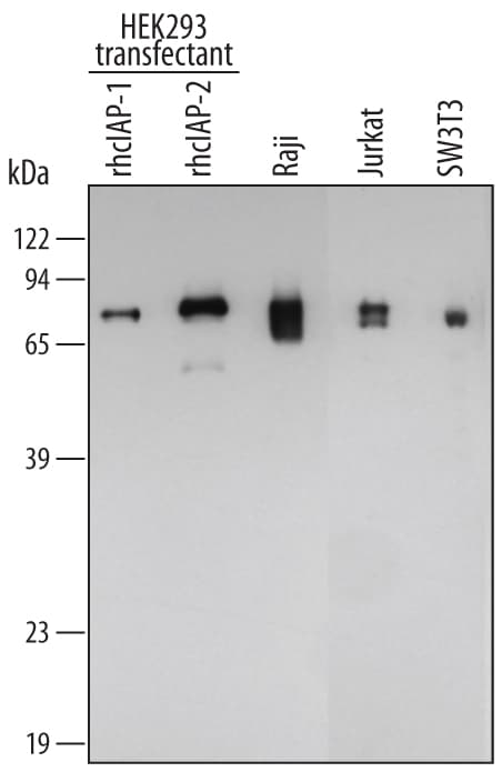 Detection of Human/Mouse cIAP antibody by Western Blot.