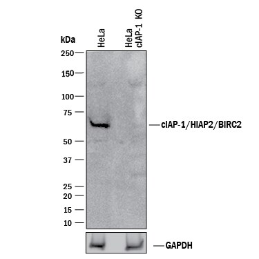 Western Blot Shows Human cIAP-1/HIAP-2 Antibody Specificity by Using Knockout Cell Line.