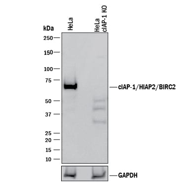 Western Blot Shows Human cIAP-1/HIAP-2 Antibody Specificity by Using Knockout Cell Line.