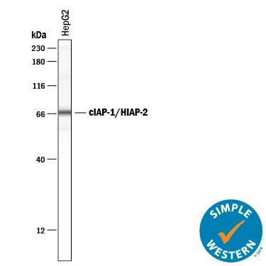 Detection of Human cIAP-1/HIAP-2 antibody by Simple WesternTM.