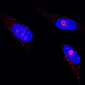 c-Jun antibody in HeLa Human Cell Line by Immunocytochemistry (ICC).