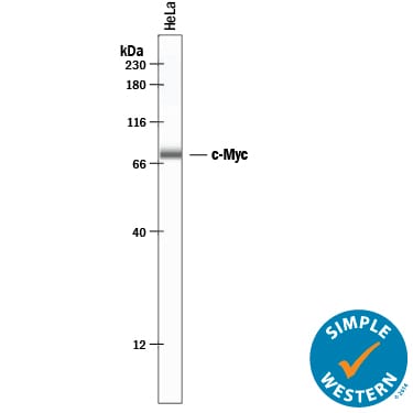Detection of Human c‑Myc antibody by Simple WesternTM.