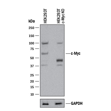 Western Blot Shows Human c-Myc Antibody Specificity by Using Knockout Cell Line.