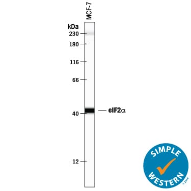 Detection of Human eIF2a antibody by Simple WesternTM.