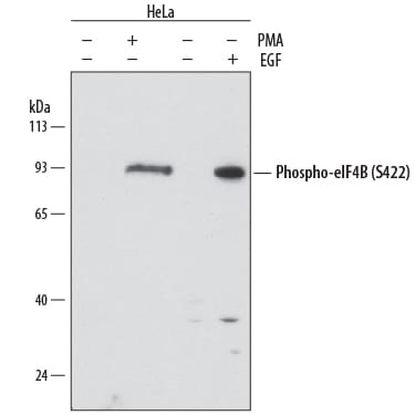 Detection of Human Phospho-eIF4B (S422) antibody by Western Blot.