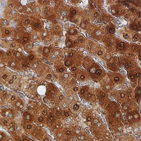 eIF5A antibody in Human Liver by Immunohistochemistry (IHC-P).