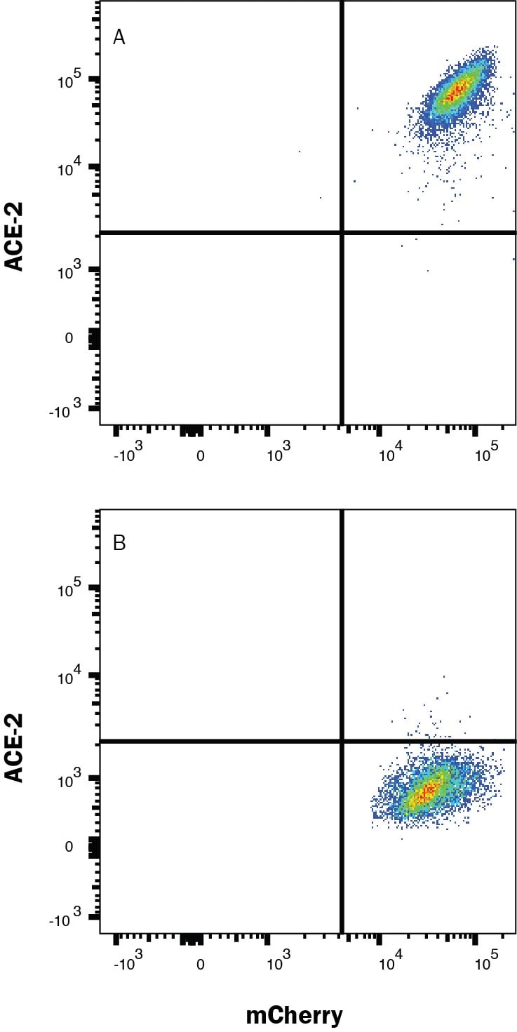 Detection of ACE-2 antibody in HEK293 Human Cell Line Transfected with Human ACE-2 and mCherry antibody by Flow Cytometry.