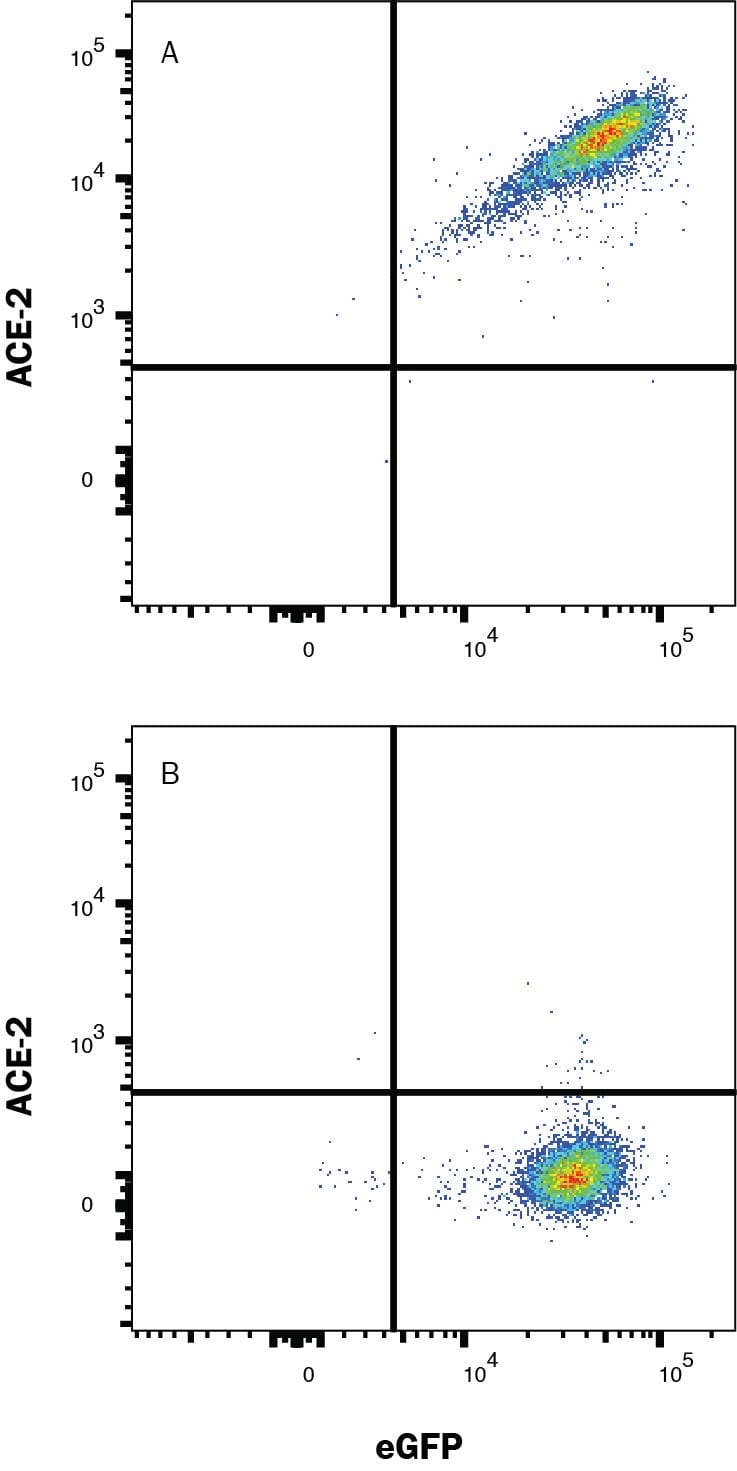 Detection of ACE-2 antibody in HEK293 Human Cell Line Transfected with Human ACE-2 and eGFP antibody by Flow Cytometry.