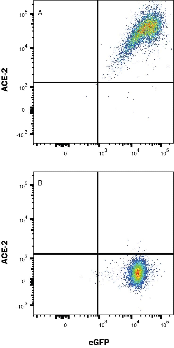 Detection of ACE-2 antibody in HEK293 Human Cell Line Transfected with Human ACE-2 and eGFP antibody by Flow Cytometry.