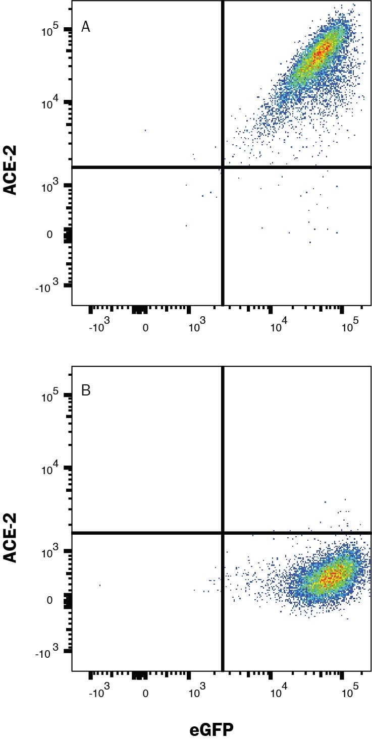 Detection of ACE-2 antibody in HEK293 Human Cell Line Transfected with Human ACE-2 and eGFP antibody by Flow Cytometry.