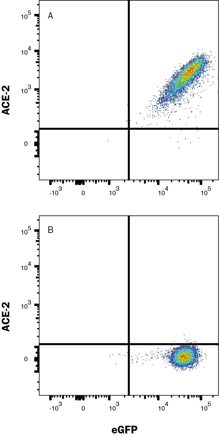 Detection of ACE-2 antibody in HEK293 Human Cell Line Transfected with Human ACE-2 and eGFP antibody by Flow Cytometry.