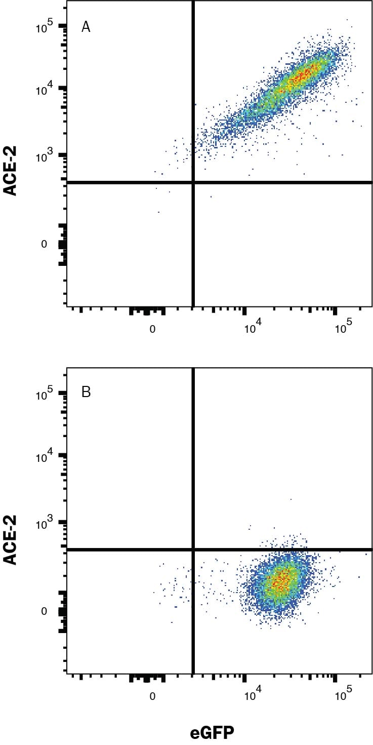 Detection of ACE-2 antibody in HEK293 Human Cell Line Transfected with Human ACE-2 and eGFP antibody by Flow Cytometry.