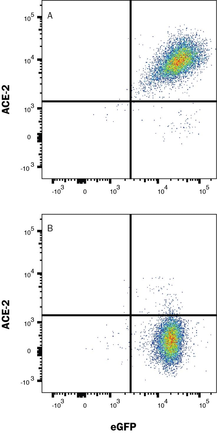 Detection of ACE-2 antibody in HEK293 Human Cell Line Transfected with Human ACE-2 and eGFP antibody by Flow Cytometry