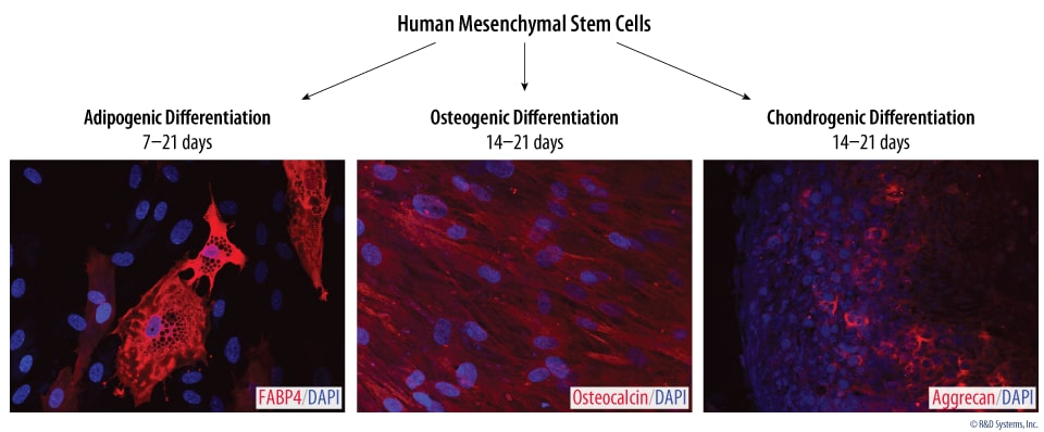 Human MSCs Fulfill the ISCT’s definition of Human Mesenchymal Stem Cells Based on Functional Differentiation.