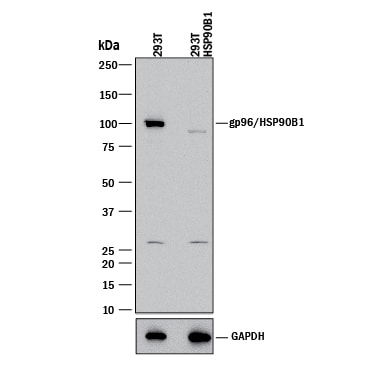 Western Blot Shows Human gp96/HSP90B1 Antibody Specificity by Using Knockout Cell Line.