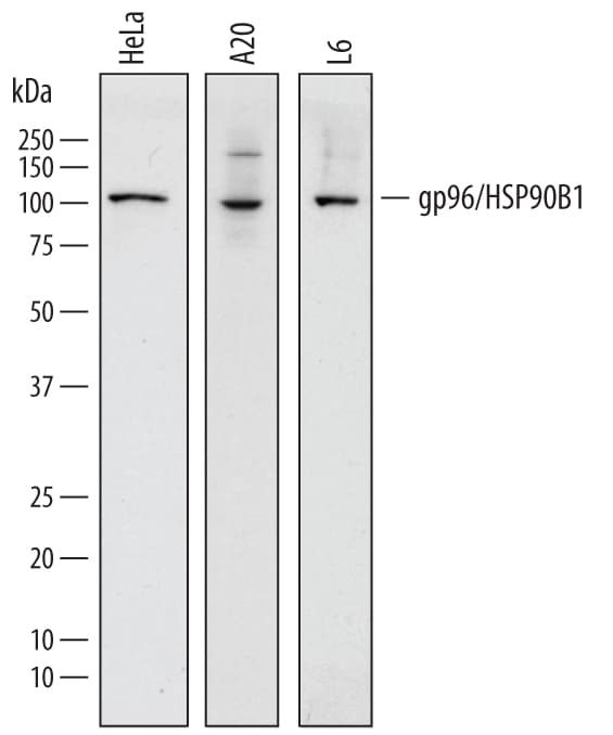 Detection of Human, Mouse, and Rat gp96/HSP90B1 antibody by Western Blot.