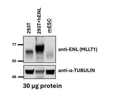 MLLT1 Antibody (3H2)