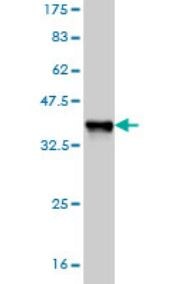 Nrf2 Antibody (1B8)