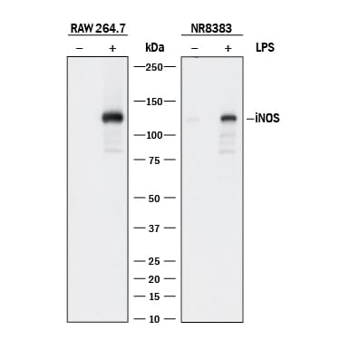 Detection of Mouse and Rat iNOS antibody by Western Blot.
