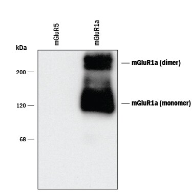 Detection of mGluR1 C-Terminus antibody by Western Blot