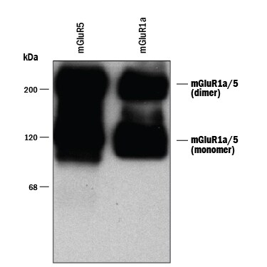 Detection of mGluR5/1a antibody by Western Blot