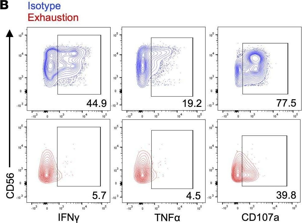 Detection of IgG2B by Flow Cytometry