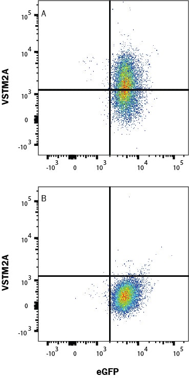 Detection of VSTM2A antibody in HEK293 Human Cell Line transfected with Human VSTM2A and eGFP antibody by Flow Cytometry