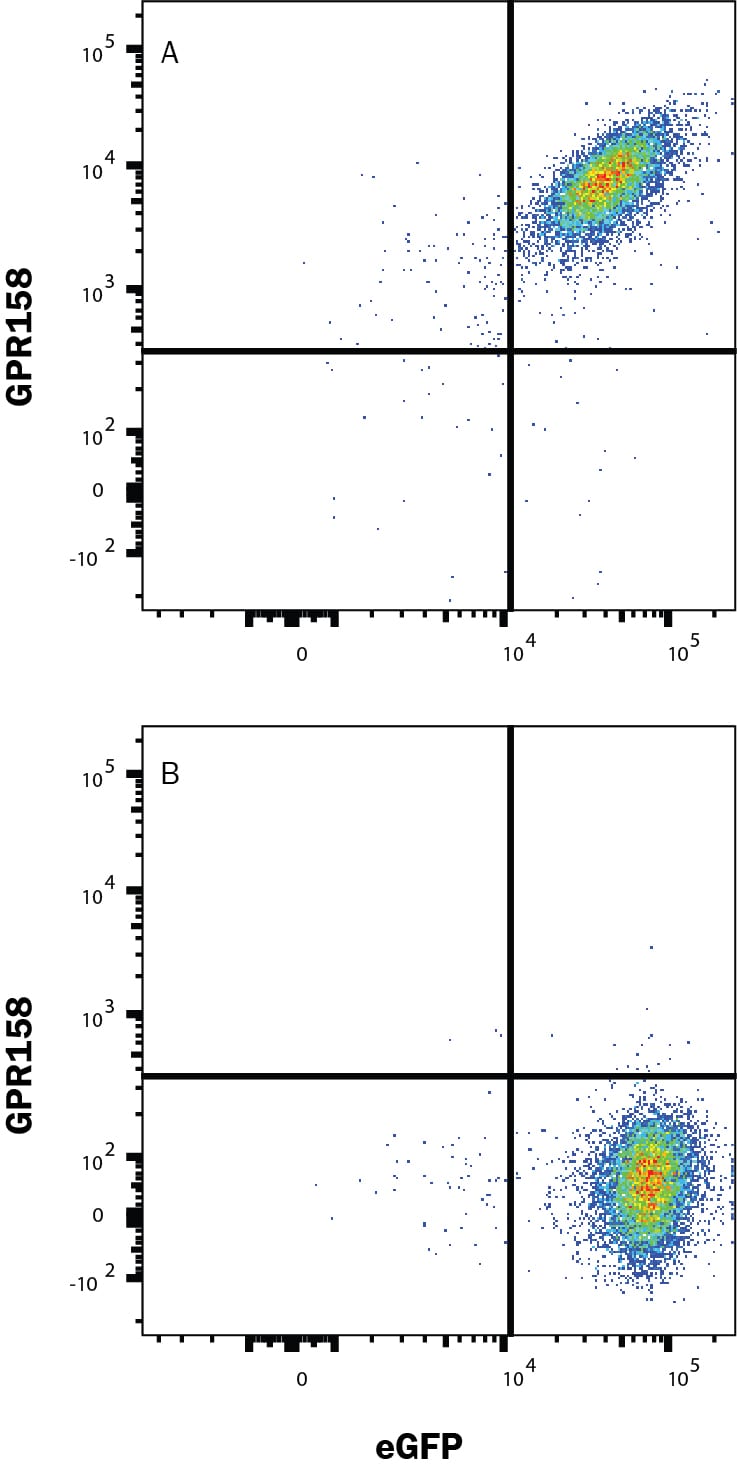 Detection of GPR158 antibody in HEK293 Human Cell Line Transfected with Human GPR158 and eGFP antibody by Flow Cytometry.