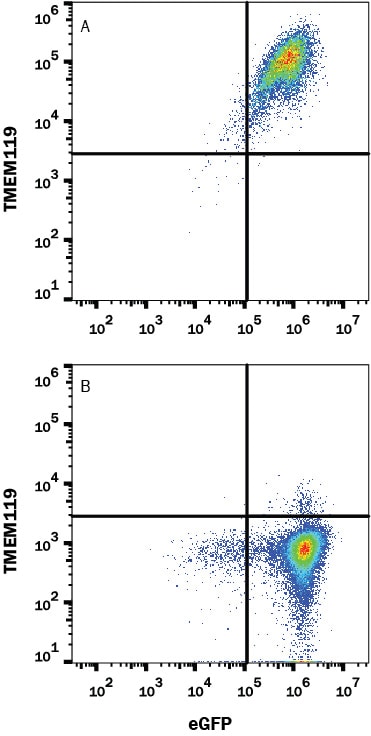 Detection of TMEM119 antibody in HEK293 Human Cell Line transfected with Human TMEM119 and eGFP antibody by Flow Cytometry