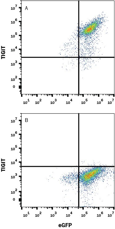 Detection of TIGIT antibody in HEK293 Human Cell Line transfected with Cynomolgus Monkey TIGIT and eGFP antibody by Flow Cytometry.
