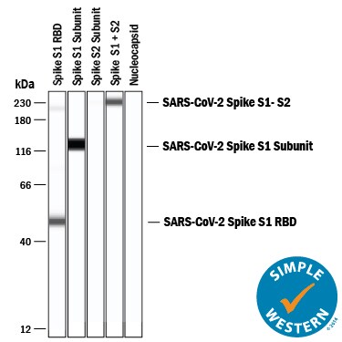 Detection of SARS-CoV-2 Spike RBD antibody by Simple WesternTM