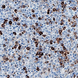PD‑1 antibody in Human Tonsil by Immunohistochemistry (IHC-P).
