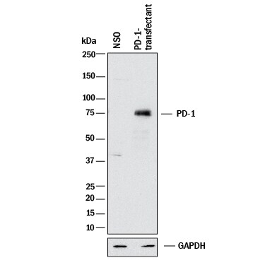 Detection of Human PD‑1 antibody by Western Blot.