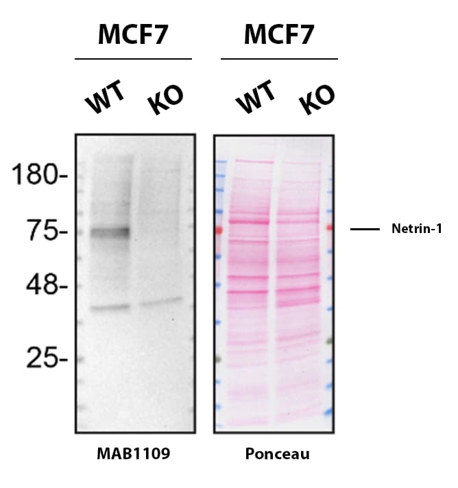 Western Blot Shows Netrin‑1 Specificity Using Knockout Cell Line.