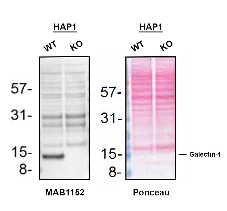 Western Blot Shows Galectin‑1 Specificity Using Knockout Cell Line.