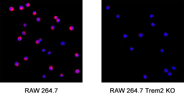 Human/Mouse TREM2 Antibody MAB17291: R&D Systems