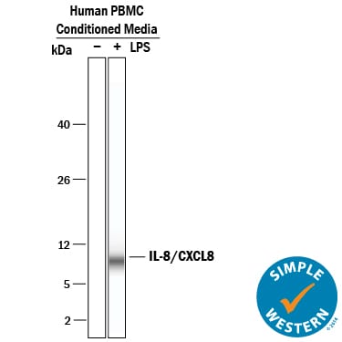 Detection of Human IL-8/CXCL8 antibody by Simple WesternTM.
