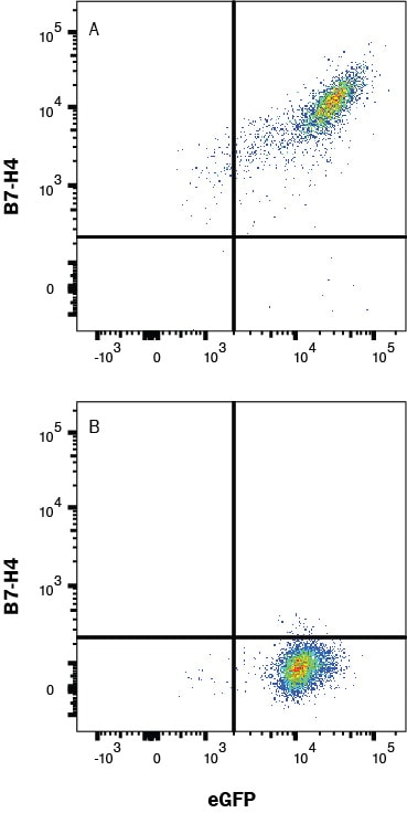 Detection of B7-H4 antibody in HEK293 Human Cell Line Transfected with Mouse B7-H4 and eGFP antibody by Flow Cytometry.