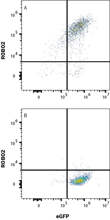 Detection of ROBO2 antibody in HEK293 Human Cell Line transfected with Human ROBO2 and eGFP antibody by Flow Cytometry.