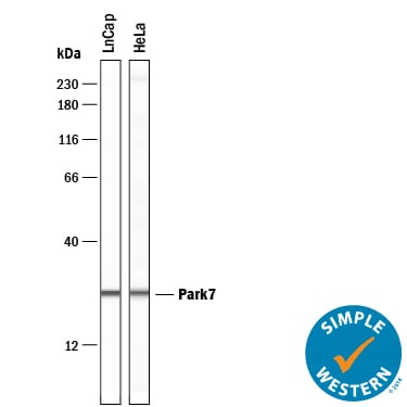 Detection of Human Park7/DJ‑1 antibody by Simple WesternTM.